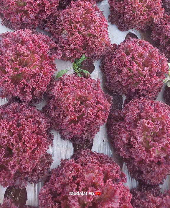 Rau Dalat - Lolo Tím 