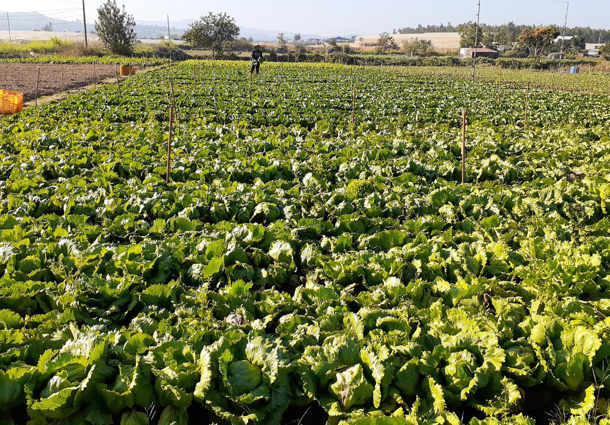 Vườn Iceberg và Romaine